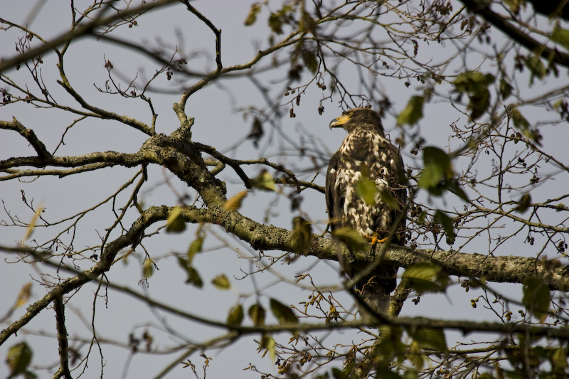 Juvenille Bald Eagle In Tree